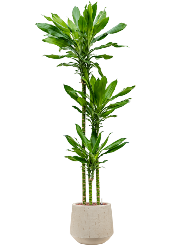 Dracaena fragrans 'Burundii' en Baq Raindrop