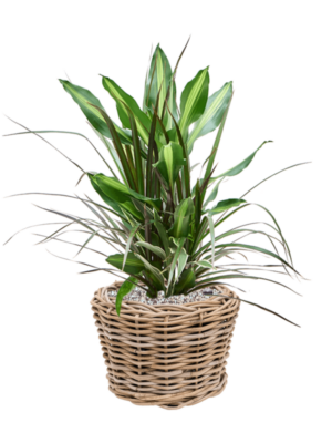 Dracaena combo en Drypot Rattan