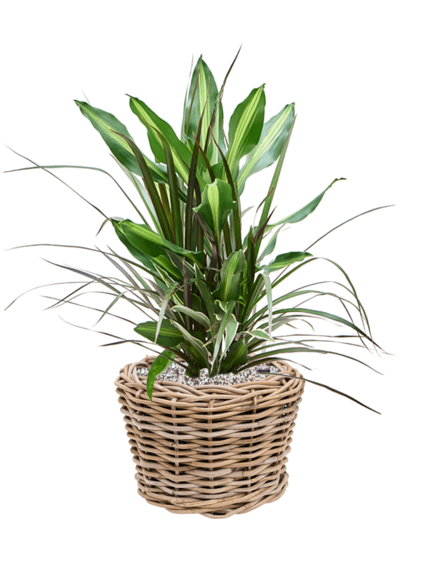 Dracaena combo en Drypot Rattan, van der Leeden