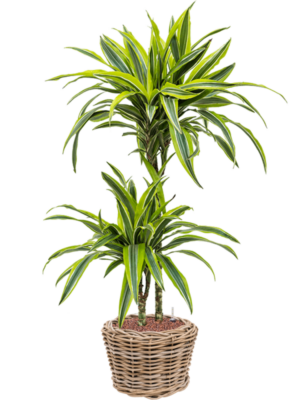 Dracaena fragrans 'Lemon Lime' en Drypot Rattan