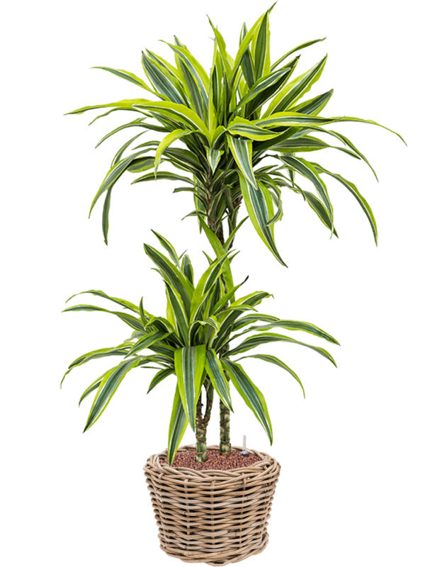 Dracaena fragrans 'Lemon Lime' en Drypot Rattan, van der Leeden