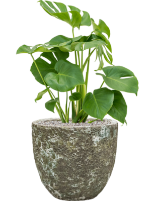 Monstera deliciosa en Baq Lava