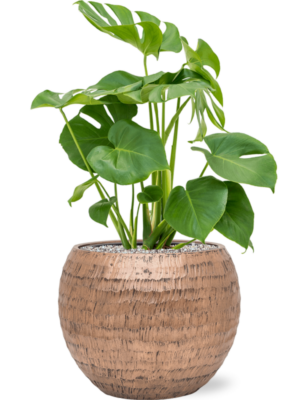 Monstera deliciosa en Baq Opus Hammered
