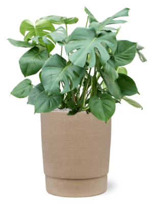 Monstera deliciosa en Chao