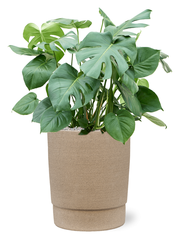 Monstera deliciosa en Chao, 1240C