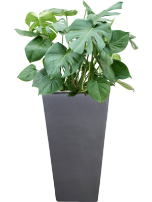 Monstera deliciosa en Plain