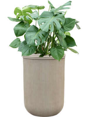 Monstera deliciosa en Baq Vertical Rib