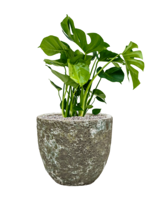 Monstera deliciosa en Baq Lava