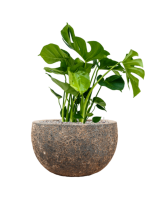 Monstera deliciosa en Baq Lava