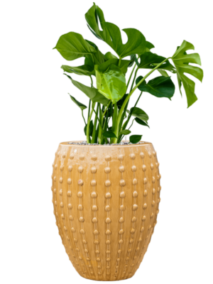 Monstera deliciosa en Laos