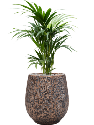 Kentia (Howea) forsteriana en Baq Opus Hit
