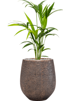 Kentia (Howea) forsteriana en Baq Opus Hit