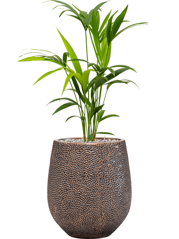 Kentia (Howea) forsteriana en Baq Opus Hit