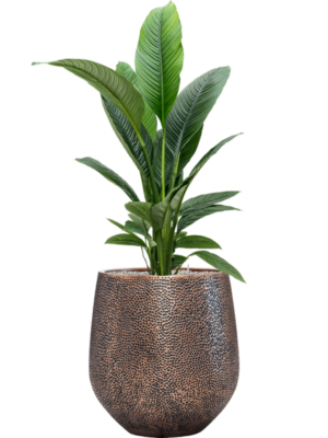 Spathiphyllum 'Sensation' en Baq Opus Hit