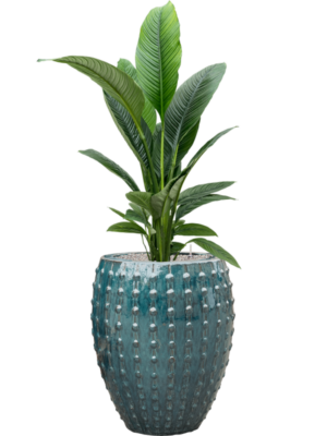 Spathiphyllum 'Sensation' en Laos