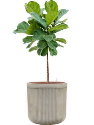 Ficus lyrata en Baq Vertical Rib