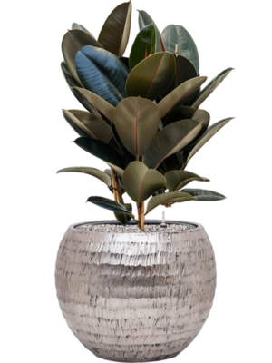 Ficus elastica 'Abidjan' en Baq Opus Hammered