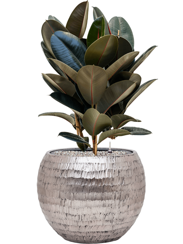 Ficus elastica 'Abidjan' en Baq Opus Hammered