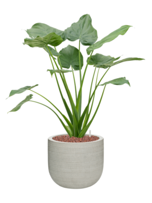 Alocasia cucullata en Ridged Horizontally