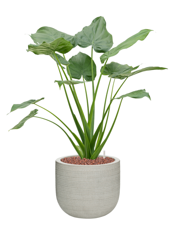 Alocasia cucullata en Ridged Horizontally, Pottery Pots