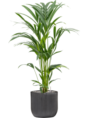 Kentia (Howea) forsteriana en Capi Nature Groove