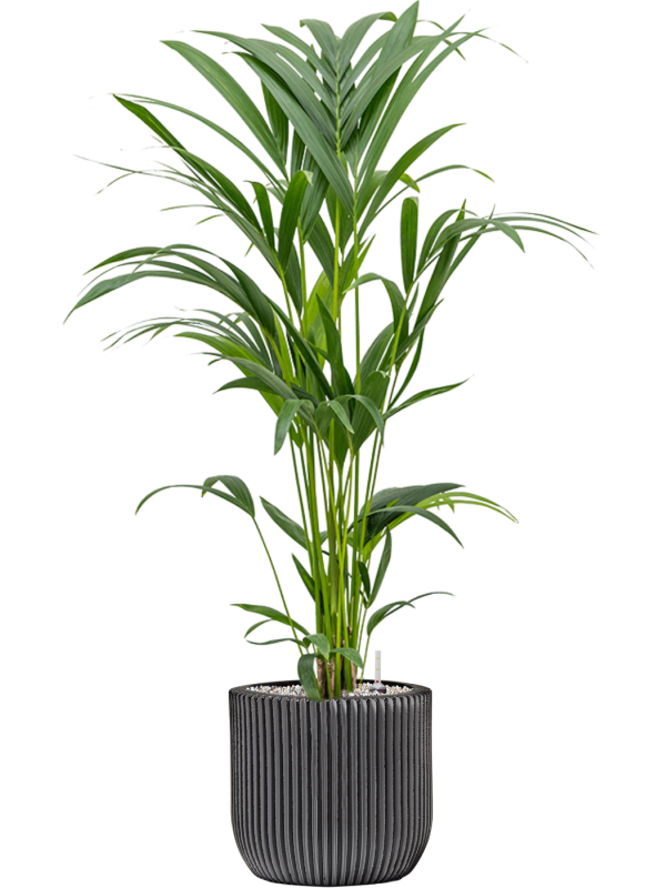 Kentia (Howea) forsteriana en Capi Nature Groove
