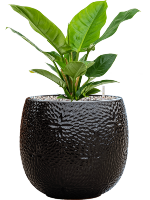 Philodendron 'Imperial Green' en Marly