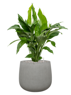 Spathiphyllum 'Sweet Lauretta' en Ridged Vertically