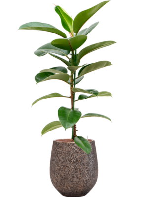 Ficus elastica 'Robusta' en Baq Opus Hit