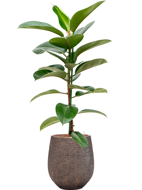Ficus elastica 'Robusta' en Baq Opus Hit