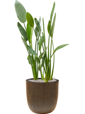 Strelitzia reginae en Capi Nature Groove NL