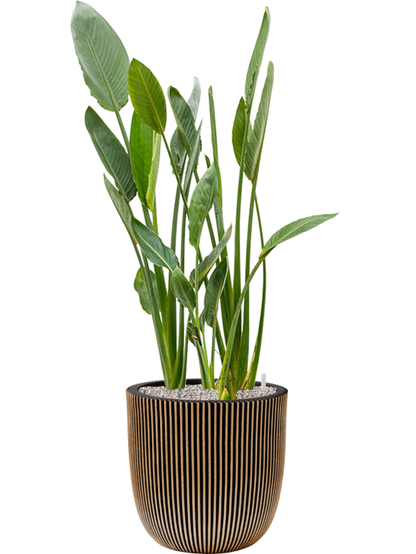 Strelitzia reginae en Capi Nature Groove NL