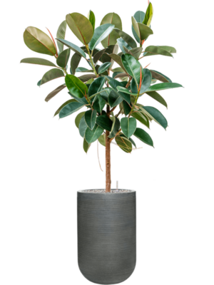Ficus elastica 'Robusta' en Ridged Horizontally