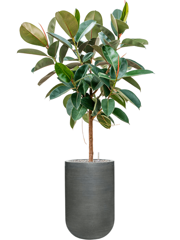 Ficus elastica 'Robusta' en Ridged Horizontally, Pottery Pots