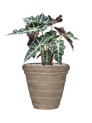 Alocasia 'Polly' en Treasure