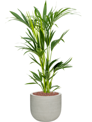 Kentia (Howea) forsteriana en Ridged Horizontally
