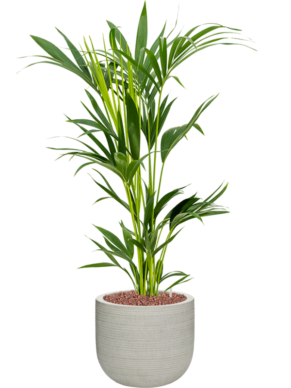 Kentia (Howea) forsteriana en Ridged Horizontally, Pottery Pots