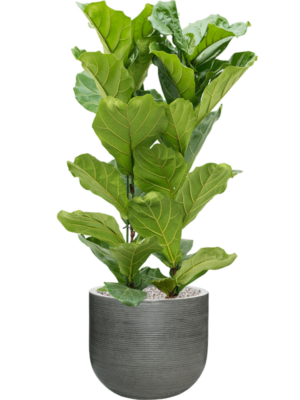 Ficus lyrata en Ridged Horizontally