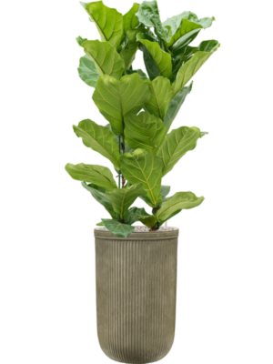 Ficus lyrata en Baq Vertical Rib
