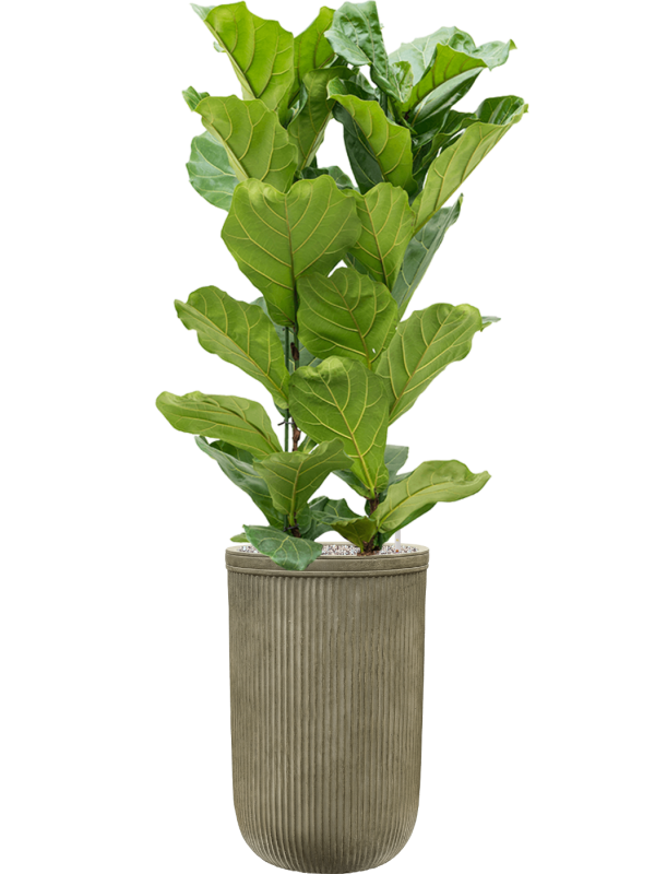 Ficus lyrata en Baq Vertical Rib
