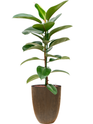 Ficus elastica 'Robusta' en Capi Nature Groove NL