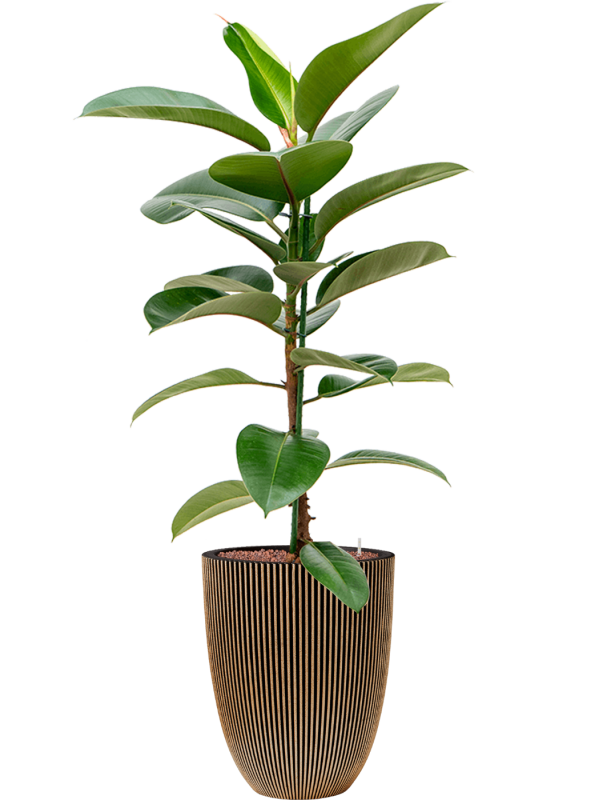 Ficus elastica 'Robusta' en Capi Nature Groove NL