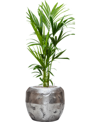 Kentia (Howea) forsteriana en Baq Opus Raw