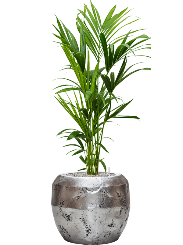 Kentia (Howea) forsteriana en Baq Opus Raw