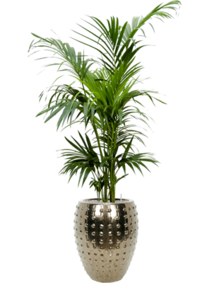 Kentia (Howea) forsteriana en Laos