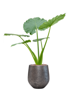 Alocasia macrorrhizos en Baq Opus Hit