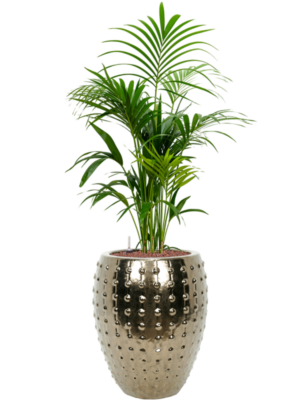 Kentia (Howea) forsteriana en Laos
