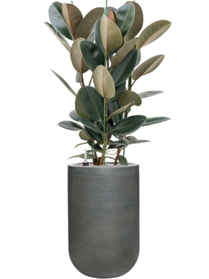 Ficus elastica 'Abidjan' en Ridged Horizontally