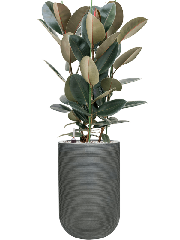 Ficus elastica 'Abidjan' en Ridged Horizontally, Pottery Pots