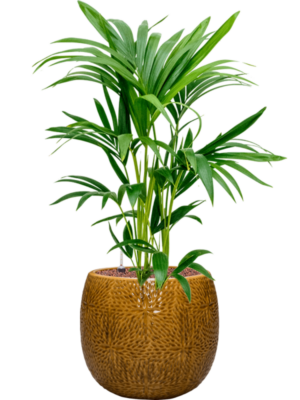 Kentia (Howea) forsteriana en Marly